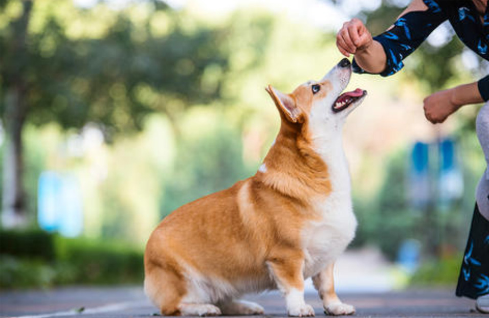 如何防動物走丟